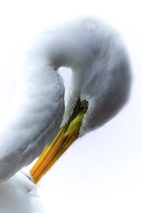 Framed Up Side Down Print