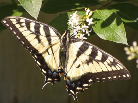 Framed Eastern Tiger Swallowtail  Butterfly Wingspan Print