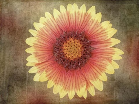 Framed Single Indian Blanket Flower Print