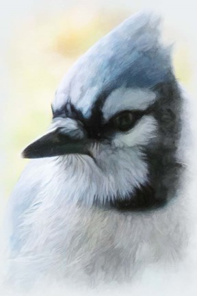 Framed Buzz Two Point O - Portrait Of A Blue Jay Print