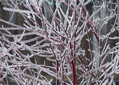 Framed Winter Spectacular - Silver Leaf Dogwood Print