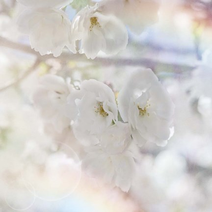 Framed Apple Blossoms 01 Print