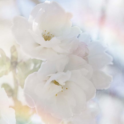 Framed Apple Blossoms 02 Print