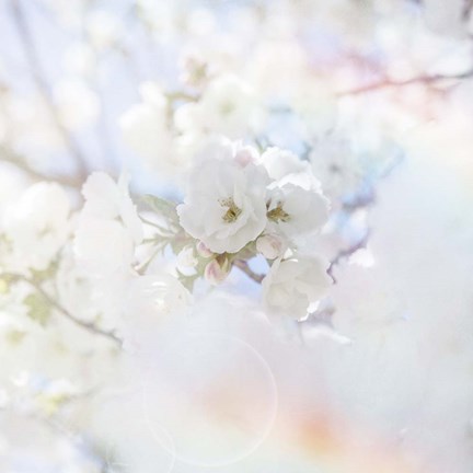 Framed Apple Blossoms 04 Print