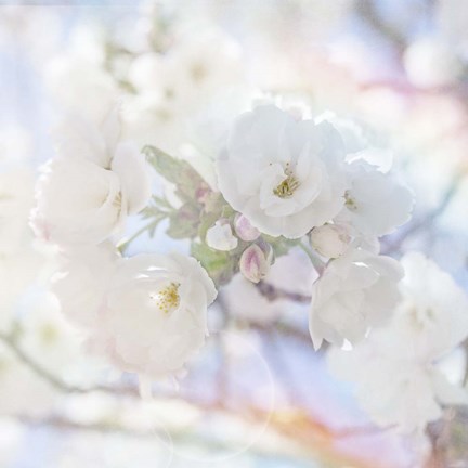 Framed Apple Blossoms 05 Print