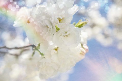 Framed White Spring Blossoms 08 Print