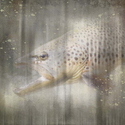 Framed Antique Wildlife Brown Trout Print