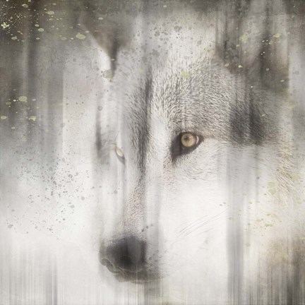 Framed Antique Wildlife Wolf Print