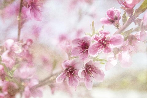 Framed Cherry Pops 01 Print