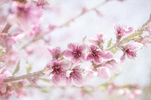 Framed Cherry Pops 09 Print