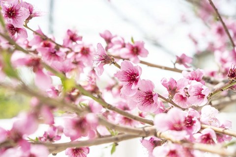 Framed Naturally Cherry 02 Print