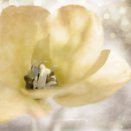 Framed Yellow Tulip 01 Print