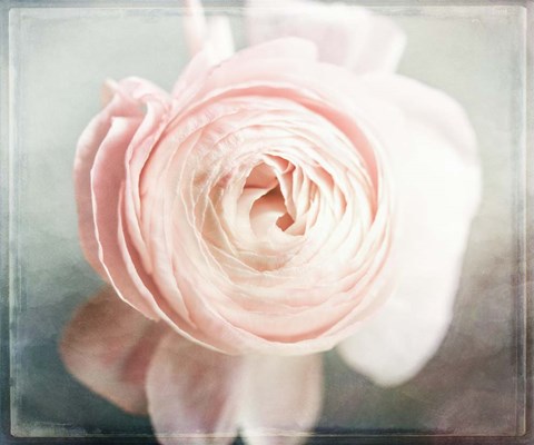 Framed Peony 02 Print