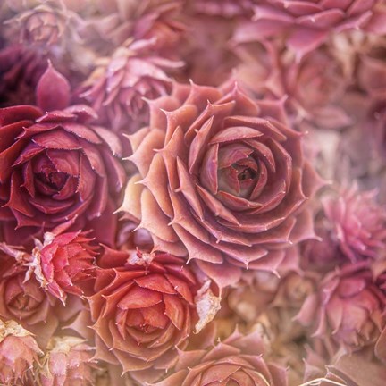 Framed Succulents 06 Print