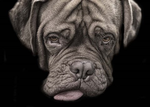 Framed Say What Print