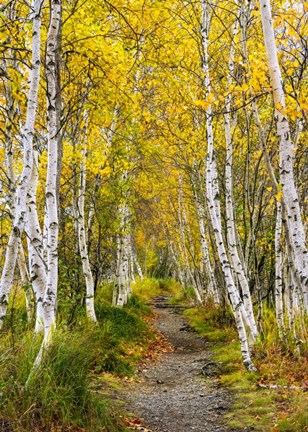 Framed Walk in the Woods - Vertical Print