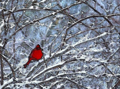 Framed Cardinal in the Snow Print