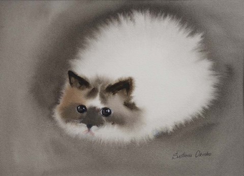 Framed Fluffy White Cat Print