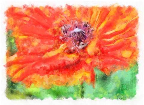 Framed Ms Poppy Print