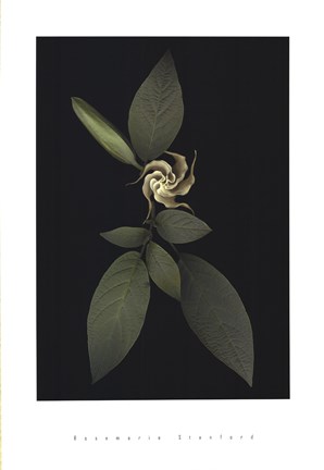 Framed Baby Trumpet Print