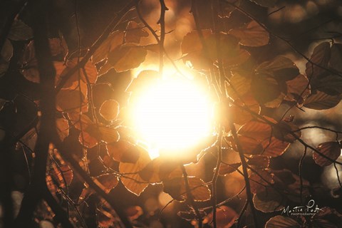 Framed Into the Sun Print