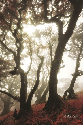 Framed Red Dreams Print