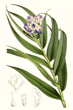 Framed Tropical Plants II Print