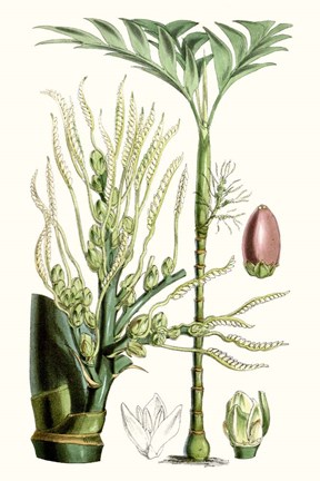 Framed Tropical Plants III Print