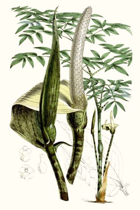 Framed Tropical Plants IV Print