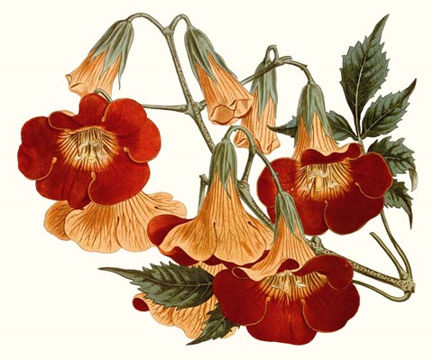 Framed Striking Coral Botanicals IV Print