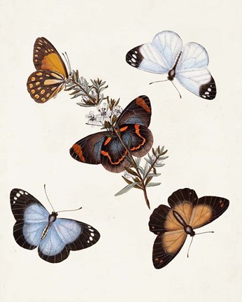 Framed Butterflies &amp; Moths IV Print
