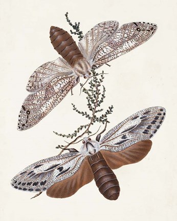Framed Butterflies &amp; Moths V Print