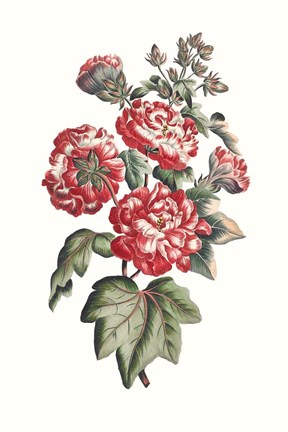 Framed Flowering Hibiscus IV Print