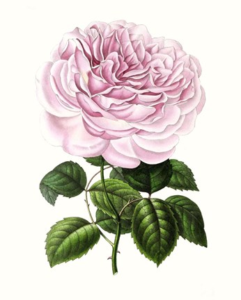 Framed Grand Blooms IV Print