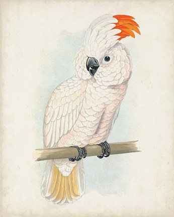 Framed Antique Cockatoo II Print