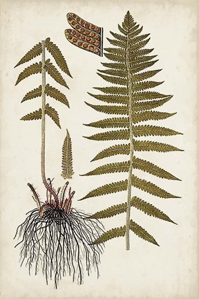 Framed Fern Botanical V Print