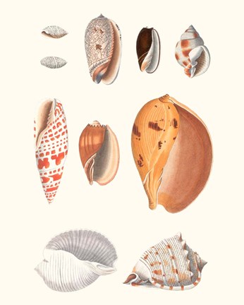 Framed Shell Collection III Print