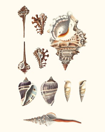 Framed Shell Collection V Print