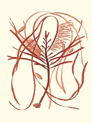 Framed Coral Seaweed I Print