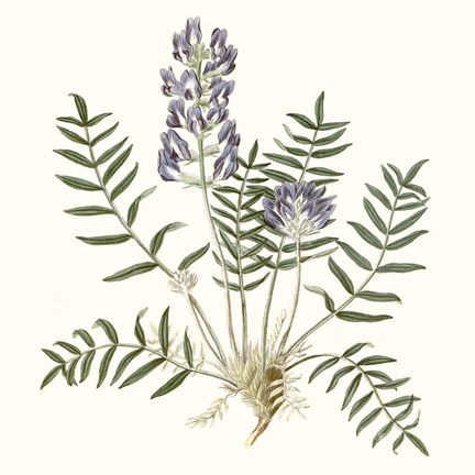 Framed Graceful Botanical I Print