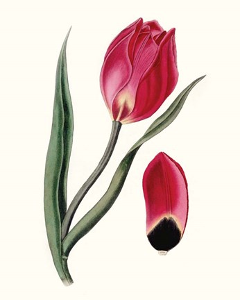 Framed Roseate Blooms II Print