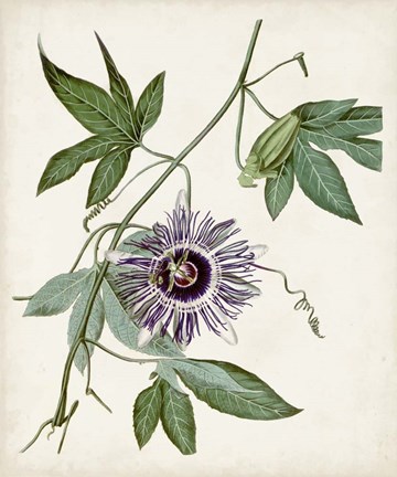 Framed Vintage Passionflower II Print