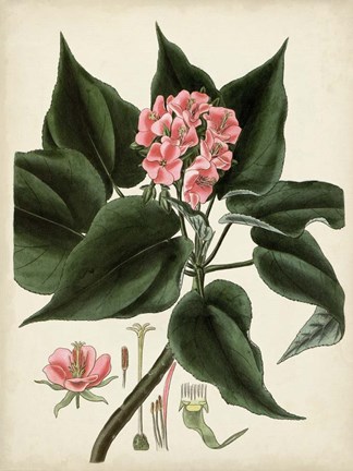 Framed Antique Foliage &amp; Fruit V Print