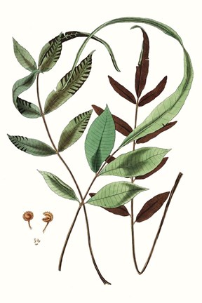 Framed Fern Foliage II Print