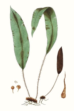 Framed Fern Foliage III Print