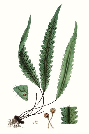 Framed Fern Foliage V Print