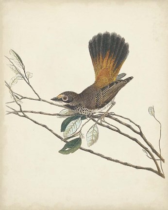 Framed Graceful Birds II Print