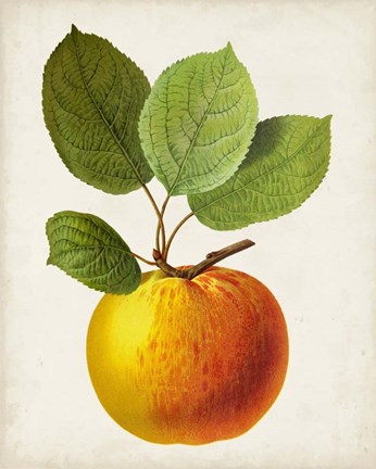 Framed Antique Fruit I Print
