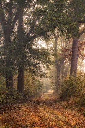 Framed Autumn's Walk I Print