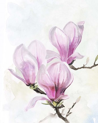 Framed Magnolia Blooms II Print
